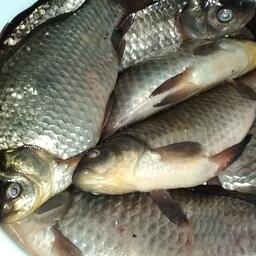 Минсельхоз выпустил приказ о запрете промышленного лова карася в реках Ямало-Ненецкого автономного округа до конца года