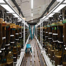Специалисты завода в прошлом году заложили на инкубацию рекордное количество икры омуля — около 1 млрд штук. Фото пресс-службы Росрыболовства