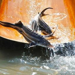 В Краснодарском крае намерены финансово стимулировать аквафермерство. Фото пресс-службы администрации региона