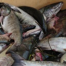 Хабаровский край закрыл путину в Охотском районе