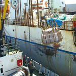 «Океанрыбфлот» на лососевой путине-2011