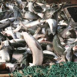 Добыча лосося на Дальнем Востоке. Архивное фото