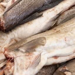 Треска вносит особый вклад в уловы рыбаков Мурманской области