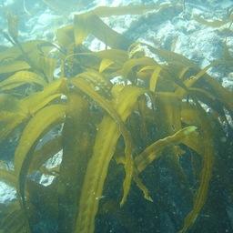 Ученые разработали программу использования морских водорослей в сельскохозяйственных кормах и удобрениях. Фото пресс-службы ТИНРО