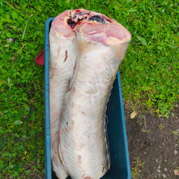 В салоне машины сотрудники полиции обнаружили фрагмент рыбы семейства осетровых. Фото пресс-службы УМВД России по Хабаровскому краю