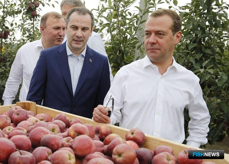 Премьер Дмитрий МЕДВЕДЕВ во время посещения плодового хозяйства «Черкесские сады». Фото пресс-службы правительства