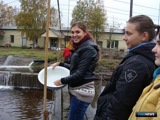 Студенты «примерили» профессию ихтиолога-рыбовода, попробовав кормить форель. Фото пресс-центра МГТУ