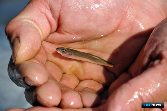Малек омуля. Фото пресс-службы правительства Иркутской области