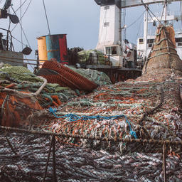 Траловый лов минтая. Фото «Русской рыбопромышленной компании»