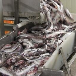 На 30 марта вылов минтая в Охотском море составил 639,4 тыс. тонн. Архивное фото