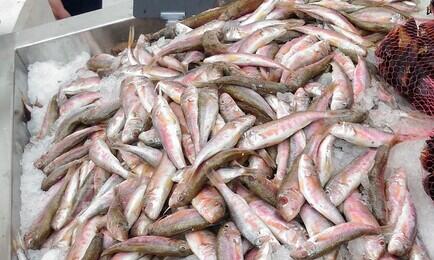 Рыбную отрасль Севастополя простимулируют рублем