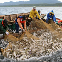 Добыча лососей в Сахалинской области
