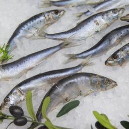 В последние годы сардина-иваси вносила весомый вклад в копилку российских уловов. Архивное фото