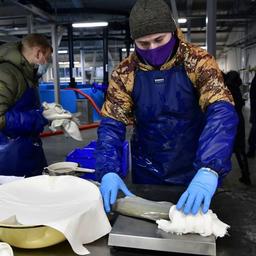 Специалисты Собского рыбоводного завода впервые получили икру от маточного стада муксуна. Фото пресс-службы правительства ЯНАО