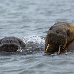 Атлантические моржи. Фото Алексея Эбеля / WWF России
