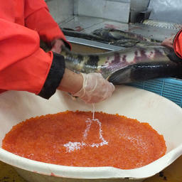 Оплодотворение икры лосося на рыбоводном заводе в Сахалинской области
