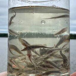 За два месяца рыбоводы вырастили жизнестойкую молодь сибирского осетра навеской в 1 г. Фото пресс-службы Главрыбвода