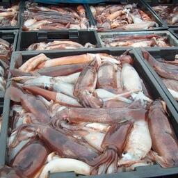 Специалисты Тихоокеанского филиала ВНИРО рассказали о запасах и перспективах промысла основных видов кальмара в дальневосточных морях