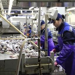 По оценке Рыбного союза, новые нормы экосборов, в случае их вступления в силу, за четыре года приведут к росту нагрузки на рыбоперерабатывающую отрасль в 13 раз