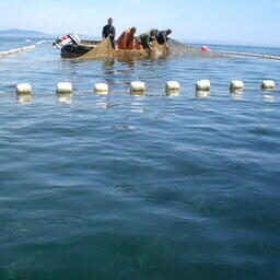 Промышленный лов лососей в Приморье. Фото предоставлено компанией «Тройка»