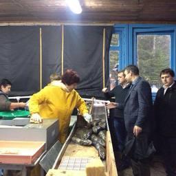 Глава Росрыболовства Илья Шестаков вместе с учеными, представителями власти и бизнеса побывал на лососевом рыбоводном заводе в поселке Мальки