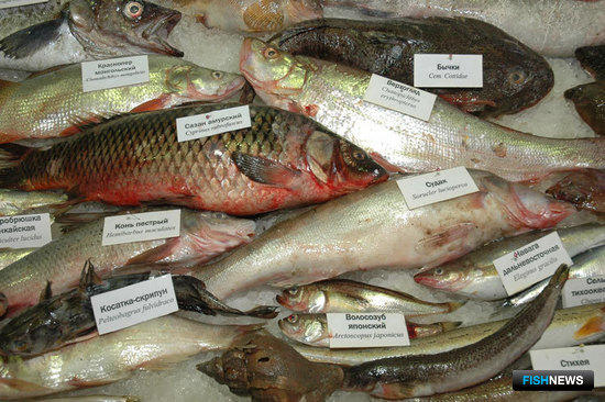 Выставка «Перспективы развития рыбной отрасли 2009»