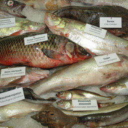 Выставка «Перспективы развития рыбной отрасли 2009»