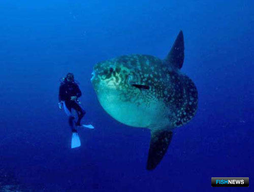 Рыба-луна - самая большая из костных рыб. Фото с сайта www.zoofirma.ru.