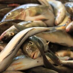 Рост инвестквот под строительство ряда малотоннажных и среднетоннажных судов на Дальнем Востоке предусмотрен примерно вдвое