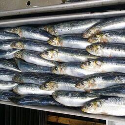 За прошедший год российские рыбаки добыли почти 580 тыс. тонн сардины-иваси, отметили в Федеральном агентстве по рыболовству. Фото предоставлено Константином Коробковым