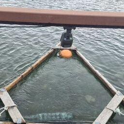 Развертывание нейросети для обработки изображения, транслирующегося с видеокамер, позволит автоматизировать процесс. Фото пресс-службы ВНИРО