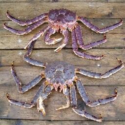 2019 год в отрасли проходил под знаком крабовых аукционов с инвестиционными обязательствами