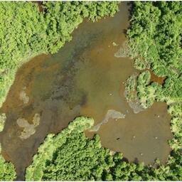 Производители лосося на нерестилище. Фото пресс-службы КамчатНИРО