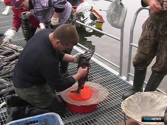 Рыбоводы Магаданской области за «красную» путину заложили на инкубацию более 15,6 млн штук оплодотворенной икры лососей. Фото пресс-службы Охотского теруправления Росрыболовства.