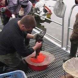 Рыбоводы Магаданской области за «красную» путину заложили на инкубацию более 15,6 млн штук оплодотворенной икры лососей. Фото пресс-службы Охотского теруправления Росрыболовства.