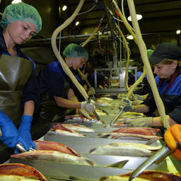 На внутренний рынок поставлено более половины произведенной в Хабаровском крае рыбопродукции. Фото Валерия Спидлена 