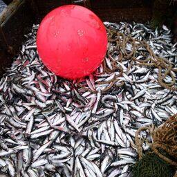 Карельский рыбный промысел. Фото пресс-службы министерства сельского и рыбного хозяйства региона