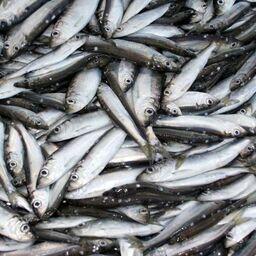 За 2022 г. в Финском заливе Балтийского моря рыбопромышленники добыли 13,2 тыс. тонн cалаки. Фото пресс-службы Северо-Западного теруправления Росрыболовства