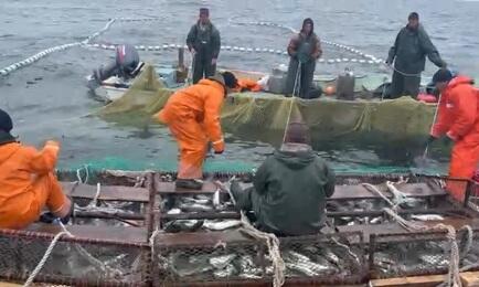 Добыча лосося в Хабаровском крае. Архивный скриншот