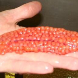 «Некраснокнижную» рыбу, если ее уже нельзя выпустить, а также продукцию из нее предлагается реализовывать. Архивное фото