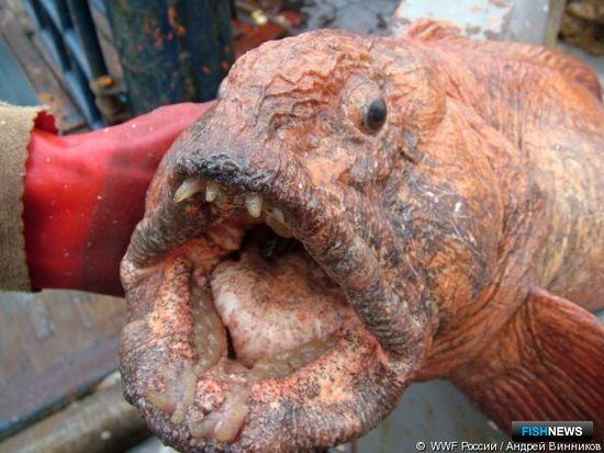 Дальневосточная зубатка. Фото пресс-службы WWF России