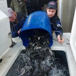 Погрузка молоди на живорыбное судно. Фото пресс-службы Главрыбвода, CC by 4.0