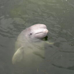 Дельфины, киты и морские свиньи станут невыездными из ЕАЭС