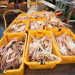 Крабы, отправляющиеся на Комплекс по переработке морепродуктов в Невельске