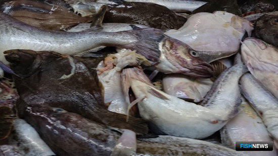 Сахалинскую «социальную» рыбу станут закупать на бирже