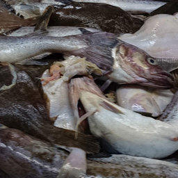 Сахалинскую «социальную» рыбу станут закупать на бирже