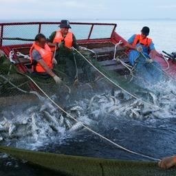 Промысел лосося на Дальнем Востоке