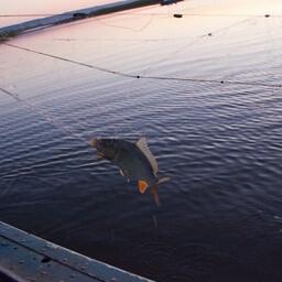 Любительская рыбалка сетью. Архивное фото