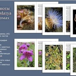 В атлас включили более 400 видов представителей флоры и фауны с фотографиями и описаниями, занявшими свыше 800 страниц. Фото пресс-службы ДВО РАН