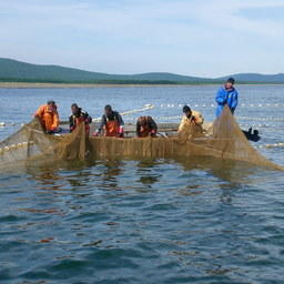 Добыча лосося в Тернейском районе Приморского края